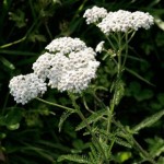Yarrow – Achillea millifolium