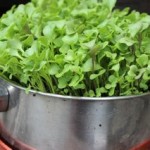 Microgreens from your own saved seed