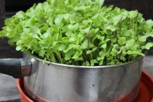 Curly kale microgreens