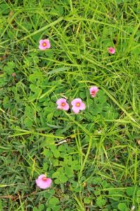 Pink oxalis in the lawn
