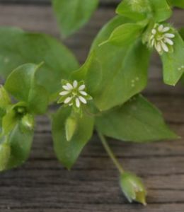 Chickweed with little star flowers and buds
