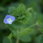 Speedwell – pretty blue flowers