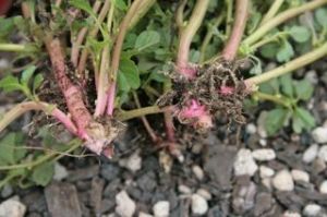 Red roots of Amaranth