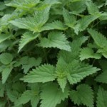 Stinging Nettle – A Wild and Unruly Plant