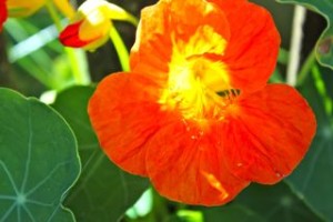 nasturtium flower with bud showing part with nectar