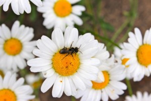 Oxeye daisy with mason wasp