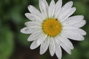 oxeye flower