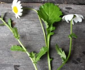 Oxeye daisy flower, leaf hugging small leaflets and young leaves