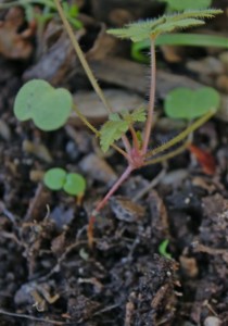 Young Herb Robert showing stalk and the rosette of leaves 