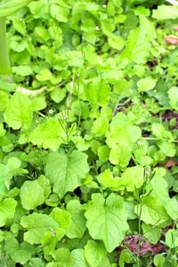 Nipplewort microgreens