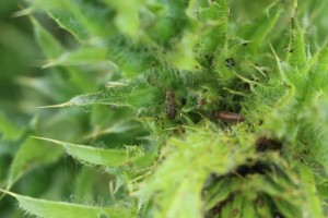Insects that eat thistles