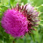 Thoughts on Thistle