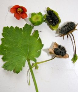 Creeping mallow flower, 'cheese' seeds and leaf