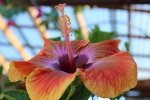 hibiscus with protruding pistil