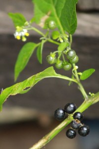 Black nightshade unripe green berries and ripe black berries