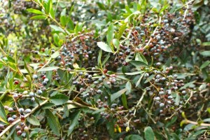 Barberry bush loaded with berries