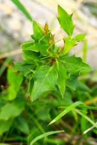 Young barberry plant