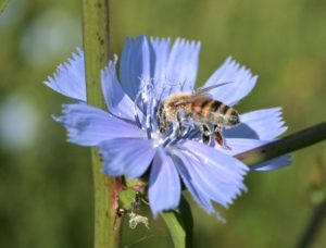 Honey bee with blue pollen on chicory flower
