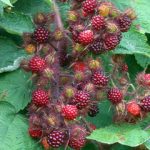 Japanese Wineberry or Wild Raspberry
