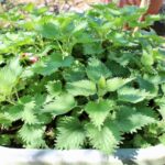 Stinging nettle – a wild and unruly plant
